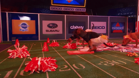 Animal Planet GIF by Puppy Bowl