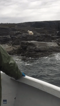 Dog Waits on Newfoundland Shoreline Until Owners Bring Her on Their Fishing Trip