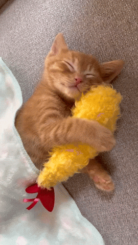 cuteanimalland giphyupload GIF