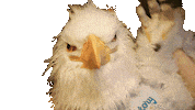 Eagle Americaneagle Sticker by RepealDay