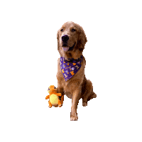 Catch Them All Golden Retriever Sticker by Geekster Pets