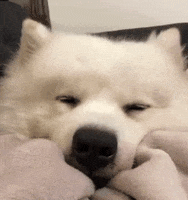 fluffyoppa dog sleep goodnight samoyed GIF