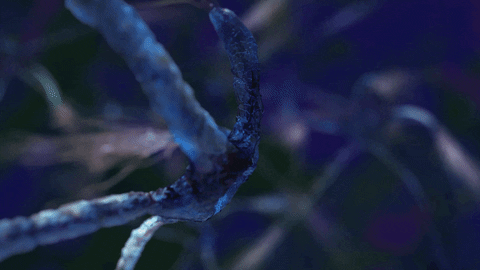 franciscosanchezcazeres giphyupload GIF