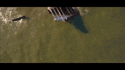 new jersey GIF