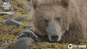 Bbc One Bear GIF by BBC