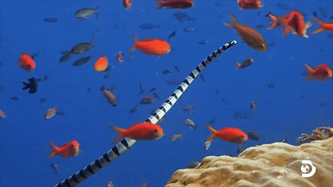 Mesmerizing Sea Snake GIF by Shark Week