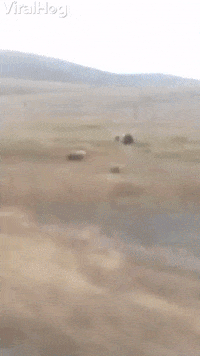 Feisty Grizzly Bear Charges At Moving Vehicle GIF by ViralHog
