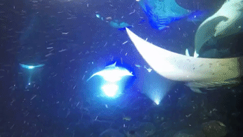 Camera Captures Manta Magic at Night