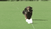 Dog Running GIF by American Kennel Club