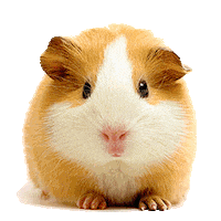hamster STICKER