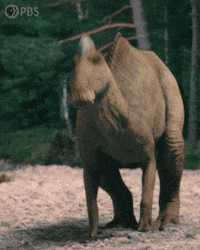 Scoff Walking Away GIF by PBS