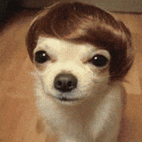 Nct Dream Dog Meme GIF