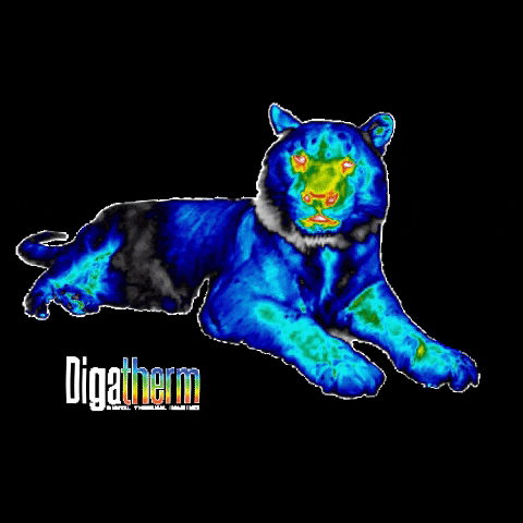 Digatherm giphygifmaker tiger roar thermal GIF