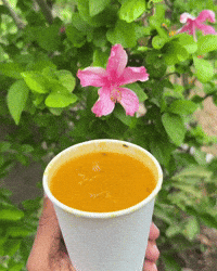 Chicken Soup GIF