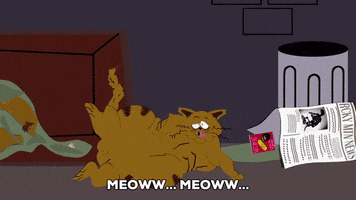 cat kitty GIF by South Park 