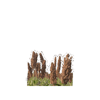 Cadecpy sorgo semilla guayaco cadec Sticker