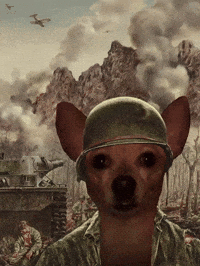 War Stare GIF