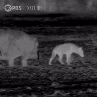 Pbs Nature Night GIF by Nature on PBS