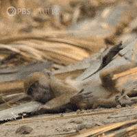 Pbs Nature Monkey GIF by Nature on PBS