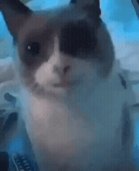 Cat Gulp GIF