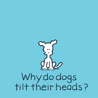 i love you dogs GIF by Chippy the dog