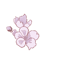 Adenada pink flower spring sakura Sticker
