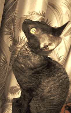 cats GIF