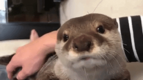 andcallmeshirley giphygifmaker animal adorable in love GIF