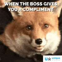 Fox GIF by UniqueBelgium
