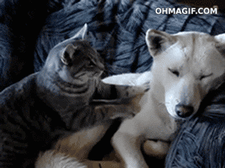 cat deal with it GIF