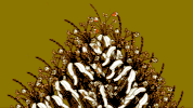 animation flowers GIF by Amanda Bonaiuto