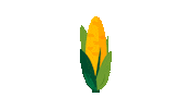 Corngrowsiowa Sticker by Iowa Corn