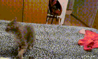 sneeze GIF
