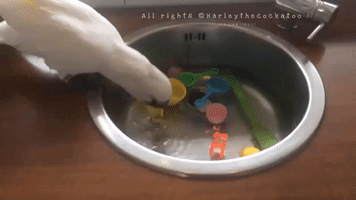Cockatoo Relaxes With Games at Kitchen Sink