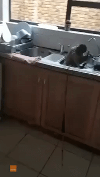 Monkey Loves Doing the Dishes
