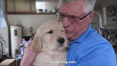 golden retriever dog GIF