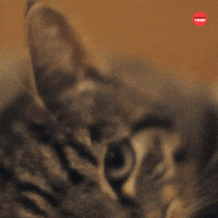 International Cat Day GIF by BuzzFeed