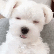 NutsSaude bomdia GIF
