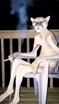 Cat Smoking GIF