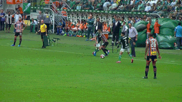 cobertura dudu GIF by SE Palmeiras