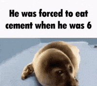 Seal Eat GIF