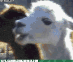 funny animals GIF