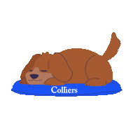 Commercial Real Estate Bring Your Dog To Work Sticker by Colliers Canada