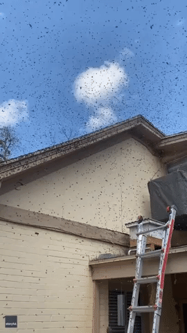 Cloud of Bees Swarm Salt Lake City Home