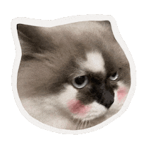 Cat Sticker