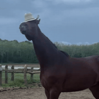 Whats Up Yes GIF