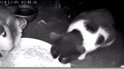 Subocaj GIF