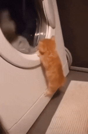 PetsGifs giphyupload cats GIF
