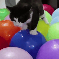 Scared Cat GIF by Respective