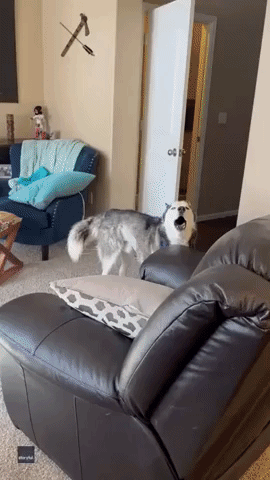 Husky and Baby Compete for Attention in Colorado Home